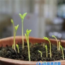 印度辣木籽精選優(yōu)質(zhì)辣木籽種子多少錢一斤