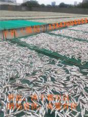 北海晒场长期供应白饭鱼干