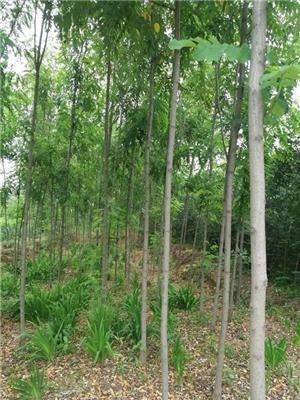 河南苗木/香花槐价格报价/香花槐基地