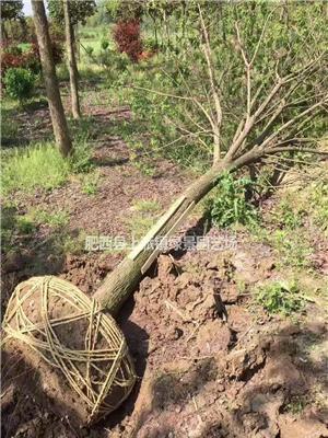 大量出售重阳木行情报价/大量出售重阳木图片展示