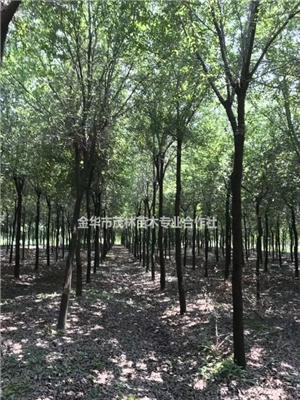 金华茂林大量1到15公弗吉尼亚栎
