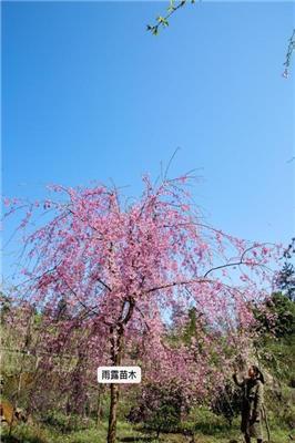 原生垂枝樱花哪里找