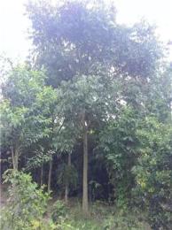 湖南益陽(yáng)供應(yīng)無(wú)患子