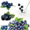 蓝莓提取物 花青素，原花青素25%