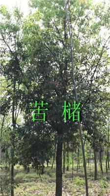 供應(yīng)15公分--23苦櫧樹 青岡櫟