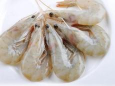 南美白虾进口清关流程青岛海鲜进口报关公司