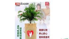 2015红豆杉盆栽父亲节创意礼品发财树