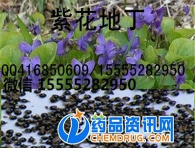 紫花地丁种子/紫花地丁籽