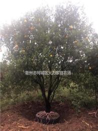 衢州大量供应冠幅450的精品胡柚树