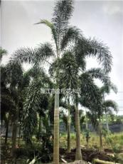 精品狐尾椰子树杆高250-300