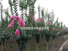 四川广汉市专业合作社大量供应红花紫薇 百日红价格优惠