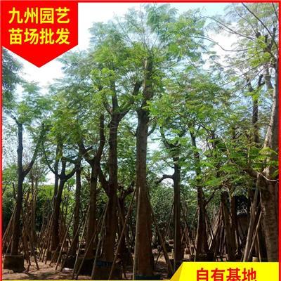 福建奉化木便宜 福建有便宜的鳳凰木 漳州鳳凰木批發(fā)處理價格便