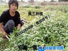 亳州佩兰芽子价格佩兰种苗批发种植基地