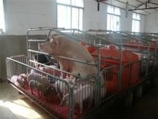畜牧/养殖业机械保定养猪场用各种养猪设备请咨询泊头市兴隆养猪设备厂