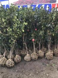 河南地区供应茶花，地径:2～12公分。