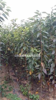 小松乙女櫻/青島高桿櫻花/綠友品牌/稀有日本櫻花品種