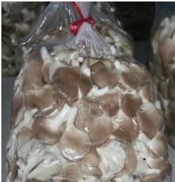 广州美味鲜秀珍菇，恒展农业科技为你培植