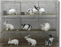 兔笼养兔笼兔笼子商品兔笼青年兔种兔笼养兔配件