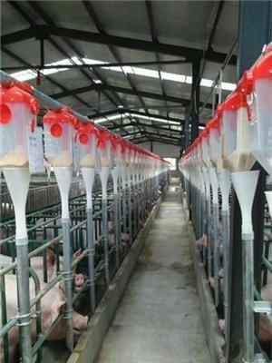 养猪自动化料线-大中小型养殖必选产品