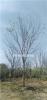 江苏常熟出售20公分朴树。照片