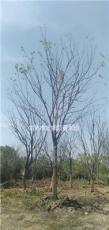 江苏常熟出售20公分朴树。照片