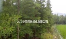 江西九江供应2--12公分规格池杉，各种规格水杉