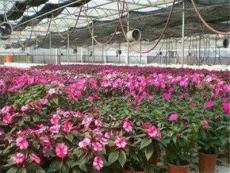 智能花卉温室-北京市新的供应信息