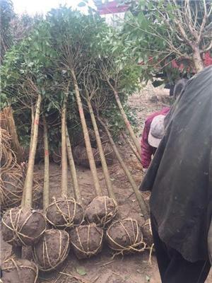 大叶女贞基地低价供应大叶女贞