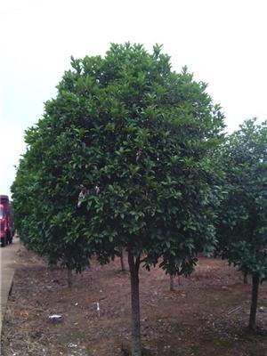 桂花树直径2一10公分大量批发
