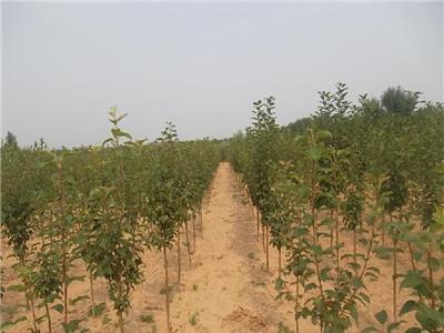八棱海棠小苗 实生苗 1—2公分