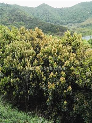 舟山新木姜子 舟山新木姜子基地 舟山新木姜子乡土树种