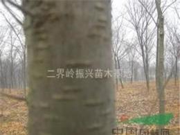浙江地区优质榉树批发，大量榉树出售