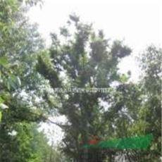 安徽大量供应10-20公分朴树