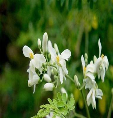 IMaa柏銮辣木花茶