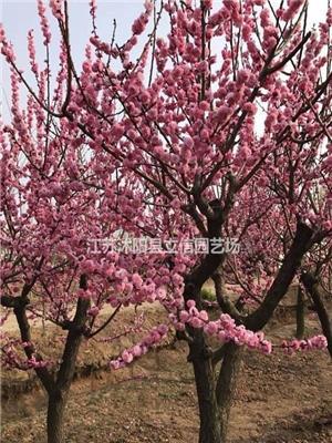 榆叶梅价格便宜 沭阳榆叶梅价格便宜 苏北榆叶梅价格便宜批发处