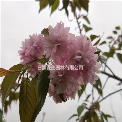 山东菊枝垂樱花价格便宜 山东精品菊枝垂樱花怎么样