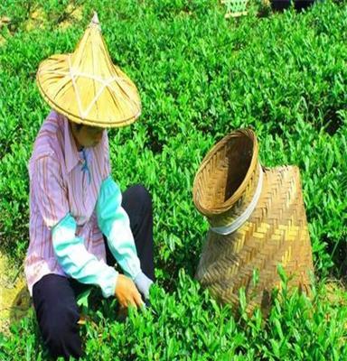 安溪祥华珍山茶-浓香型铁观音 珍爱333