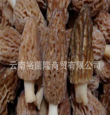 批发羊肚菌 4-6公分 羊肚菌冻品 速冻品批发 特色冻品 速冻羊肚菌