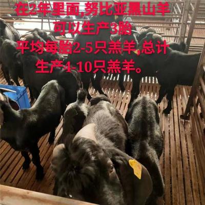 努比亞黑山羊養殖的前景到底好不好