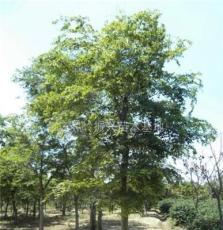 浙江地区供应10-20公分朴树，销售优质朴树，大量批发朴树