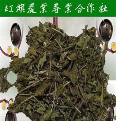 王屋山正宗下火茶慢性咽清茶野生冬凌草批发