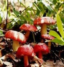 贵州野生红菇功效与作用 见手青菌 北风菌等一斤也批发