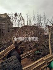 广西桂林地区供应10-45公分银杏树