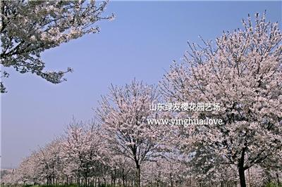 大量供应樱花、染井吉野