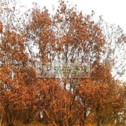丛生蒙古栎（5-15cm/条）丛生蒙古栎价格 丛生蒙古栎报价
