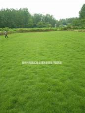 滁州精品马尼拉草坪上市了 草坪基地 草皮马尼拉
