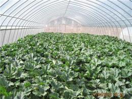 温室、大棚设施-蔬菜栽培大棚-温室大棚设计、安装