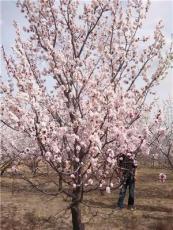 常年出售1-20棱海棠-山杏-新疆杨-李子树-油松果树等