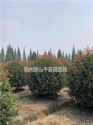 供应精品红叶石楠球P80--300