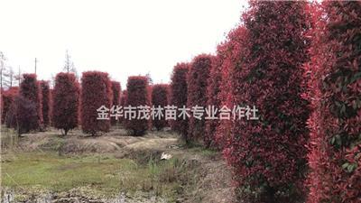 金华茂林大量供应红叶石楠柱3米到5米